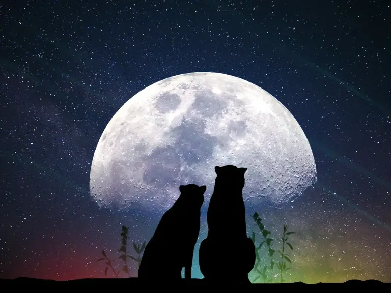 Cute Love Quotes About The Moon
